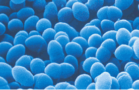 morfología de las bacterias.gif