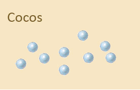 morfologia bacteriana.gif