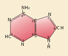 adenina.gif