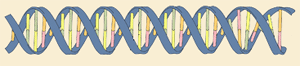 ADN
