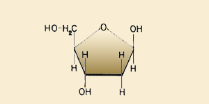 desoxirribosa.gif