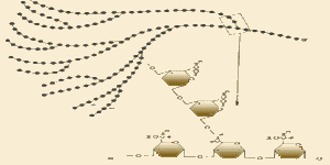 glucogeno.gif