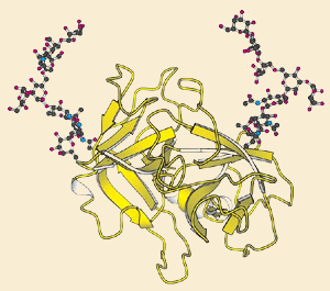 glu_glucoproteina.gif