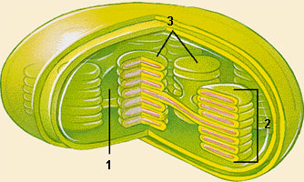 cloroplastod.jpg