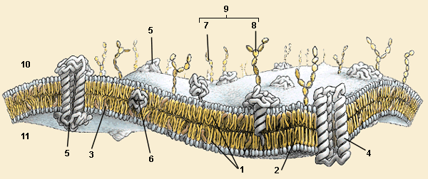 membranacomp.gif