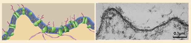 membranaplas.gif