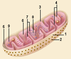 mitocondriaa.jpg