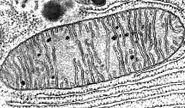 mitocondriac.jpg