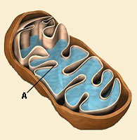 mitocondriad.jpg