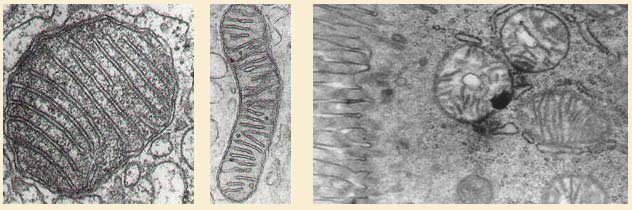 mitocondrias.jpg