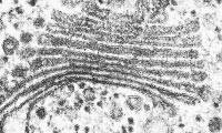 sm-golgi.jpg