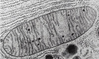 sm-mitocondria.jpg