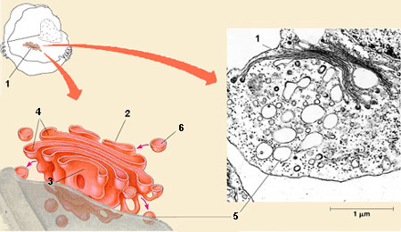 sm_Golgi.jpg