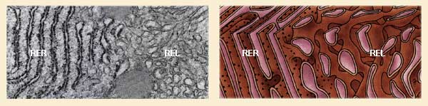 sm_rer_res.jpg