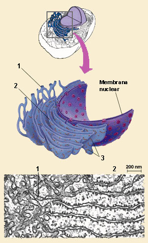 sm_rer_res_nucl.jpg