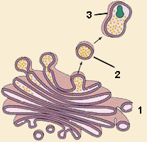smlisosoma.gif