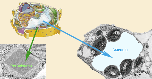 smperoxvacu.gif