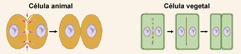 citocinesis.gif