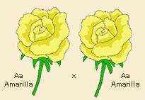 floramarilla.gif