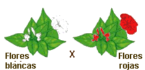 florb_r.gif