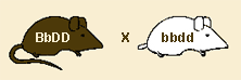 ratones.gif