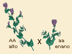 tallo.gif