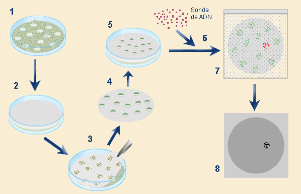 hibrida del ADN
