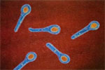 Clostridium tetani.jpg