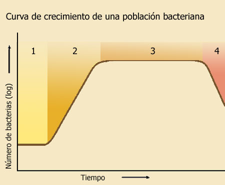 Curva de crecimiento de una población de bacterias