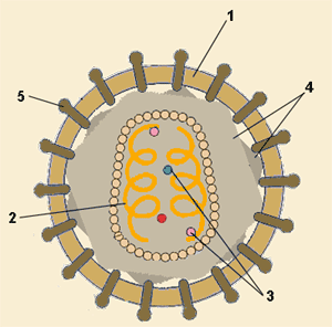 retrovirus
