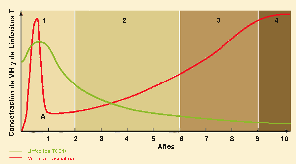 infeccion VIH.gif